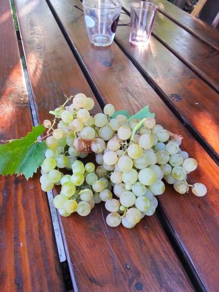 WP_20160827_002 (kopie).jpg